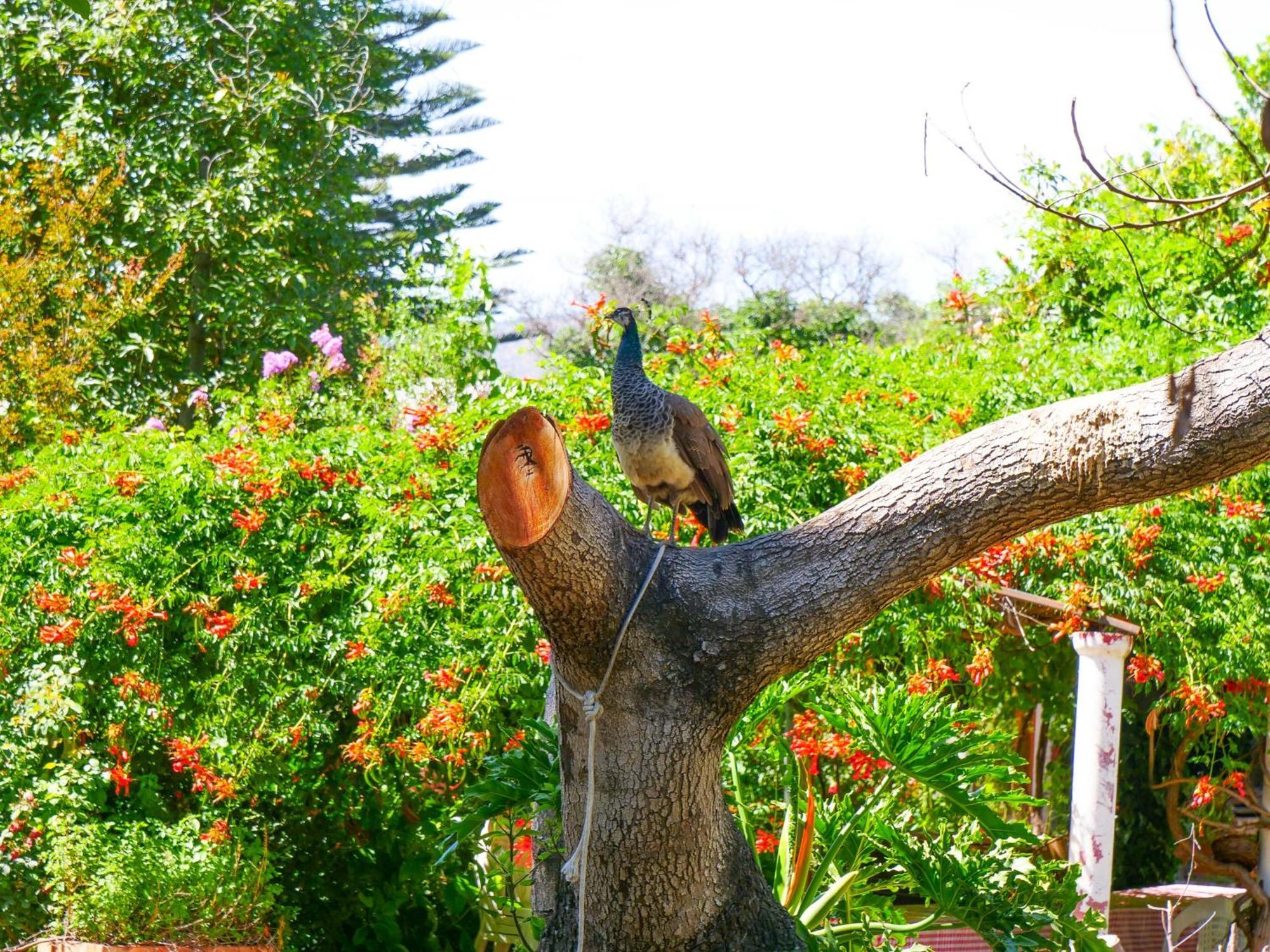 Alojamiento Rural Casa Quinta Peumayen Isla de Maipo Esterno foto