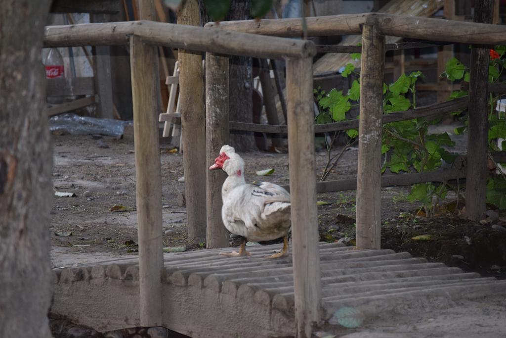 Alojamiento Rural Casa Quinta Peumayen Isla de Maipo Esterno foto