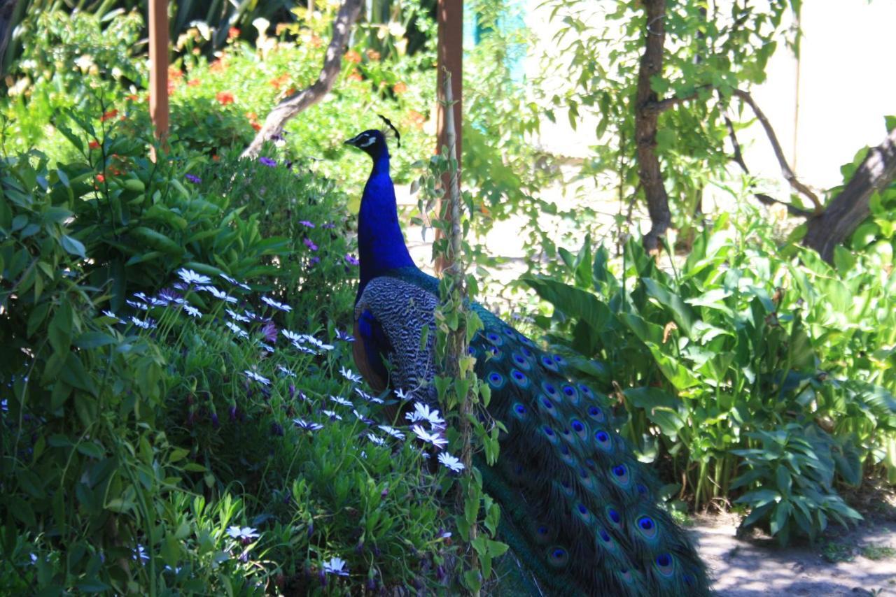 Alojamiento Rural Casa Quinta Peumayen Isla de Maipo Esterno foto